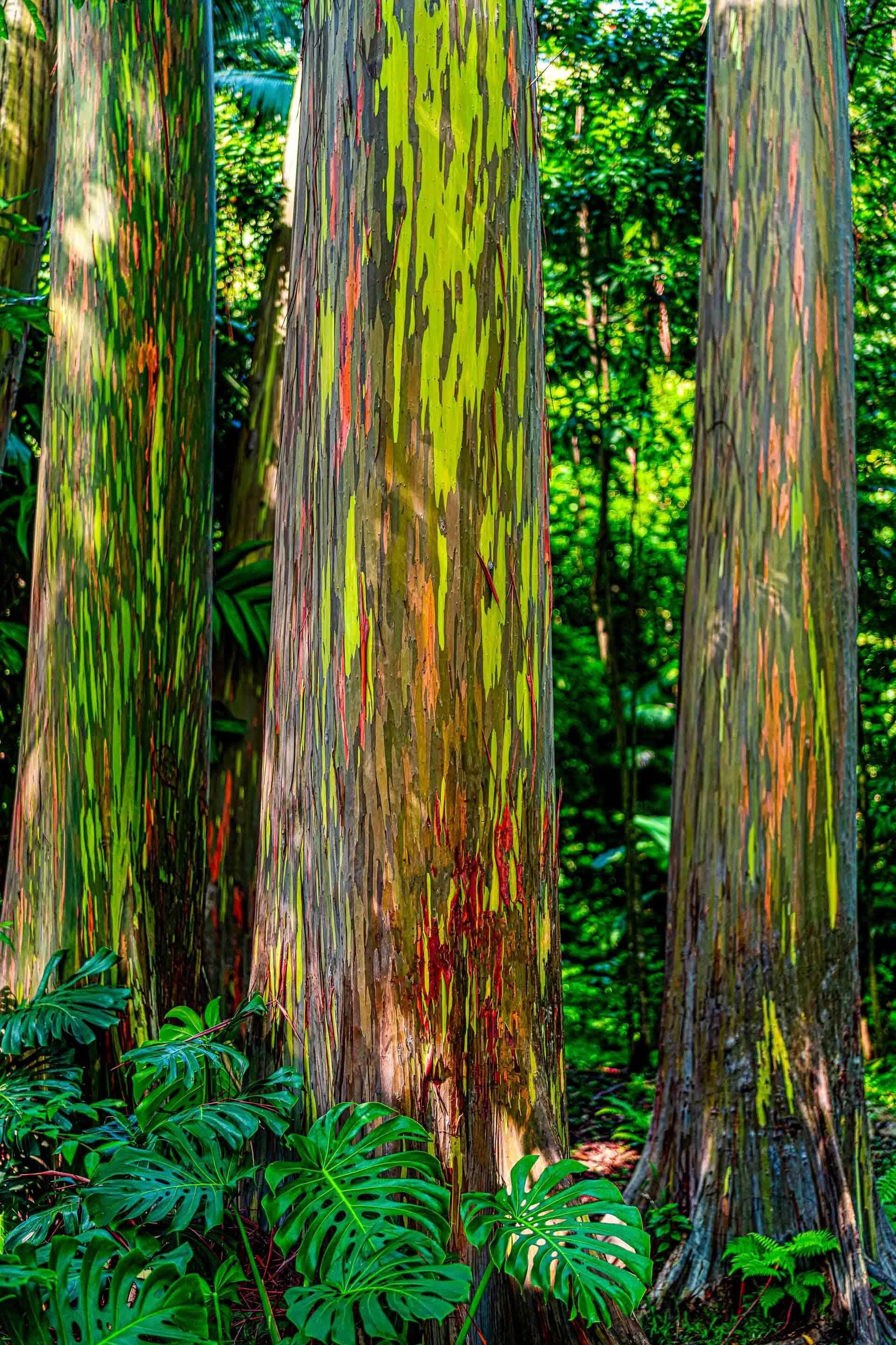Tremendous Trio | Vibrant Rainbow Eucalyptus Art from Maui Hawaii