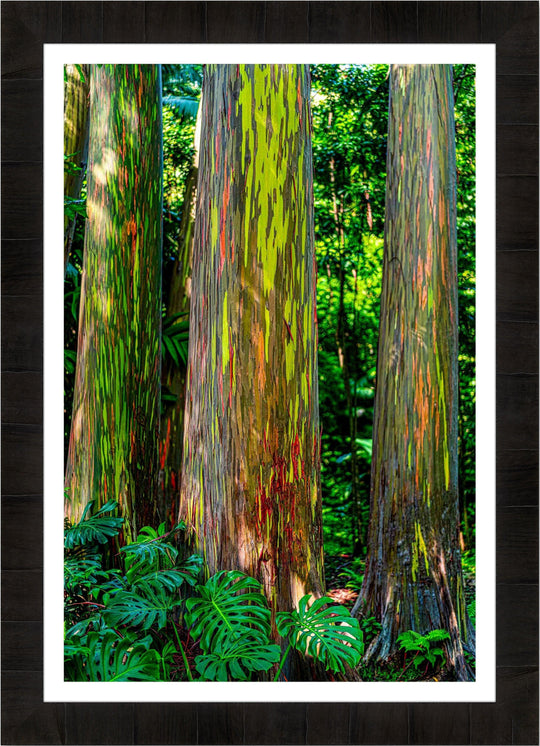 Tremendous Trio - Maui Fine Art Collective - 3500-5500, 800-3500, Best Wall Artwork, blue, green, hana, Hawaii, Island, Jungle, Lance Ehrecke, maui, Maui Hawaii Fine Art Photography, Maui Hawaii Wall Art, open-edition, over-5500, size-16x-24, size-24-x-36, size-40-x-60, Trees, vertical