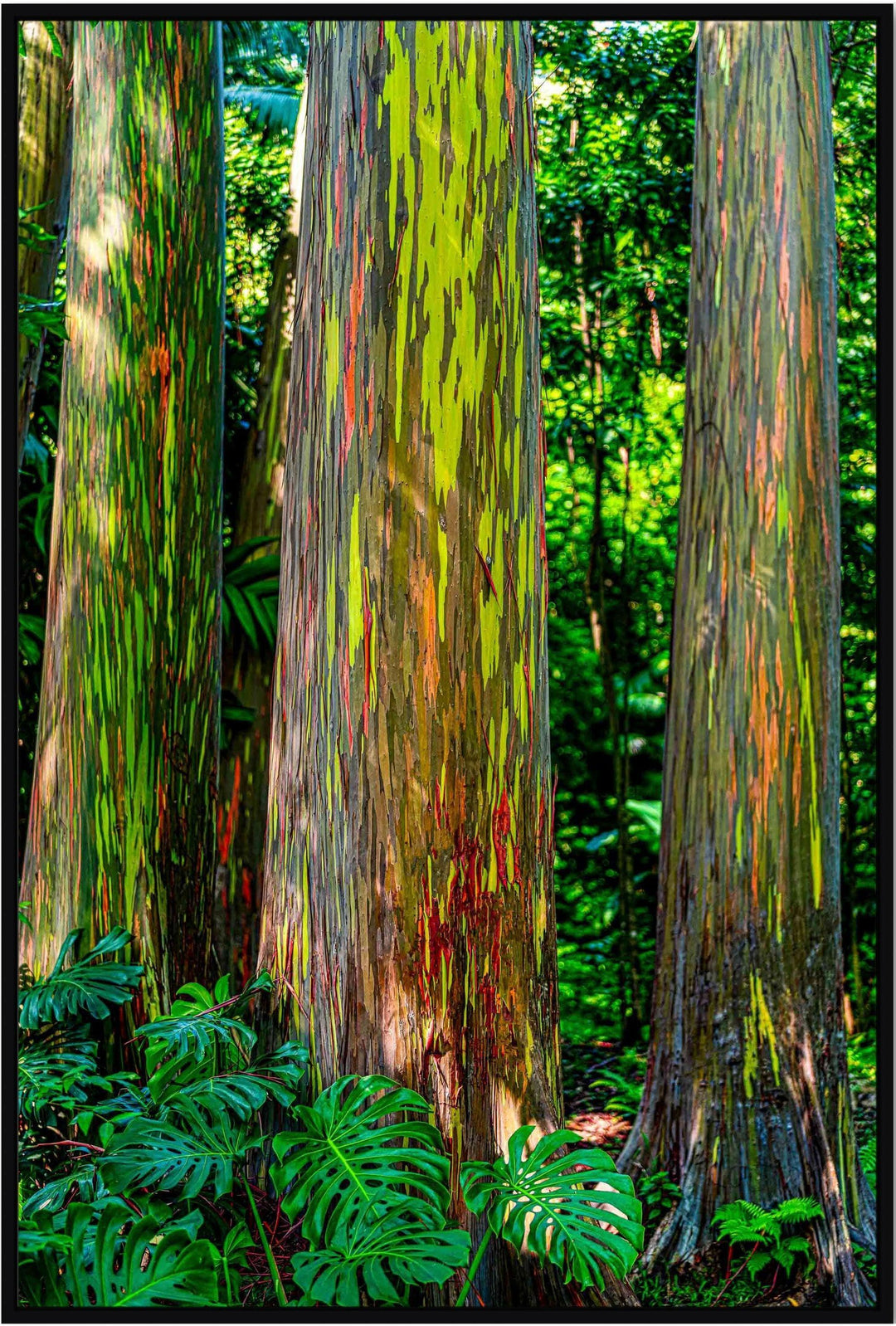 Tremendous Trio - Maui Fine Art Collective - 3500-5500, 800-3500, Best Wall Artwork, blue, green, hana, Hawaii, Island, Jungle, Lance Ehrecke, maui, Maui Hawaii Fine Art Photography, Maui Hawaii Wall Art, open-edition, over-5500, size-16x-24, size-24-x-36, size-40-x-60, Trees, vertical