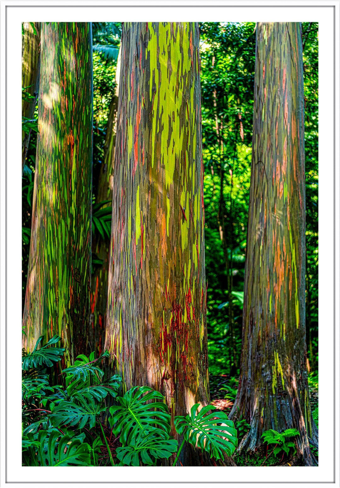 Tremendous Trio - Maui Fine Art Collective - 3500-5500, 800-3500, Best Wall Artwork, blue, green, hana, Hawaii, Island, Jungle, Lance Ehrecke, maui, Maui Hawaii Fine Art Photography, Maui Hawaii Wall Art, open-edition, over-5500, size-16x-24, size-24-x-36, size-40-x-60, Trees, vertical