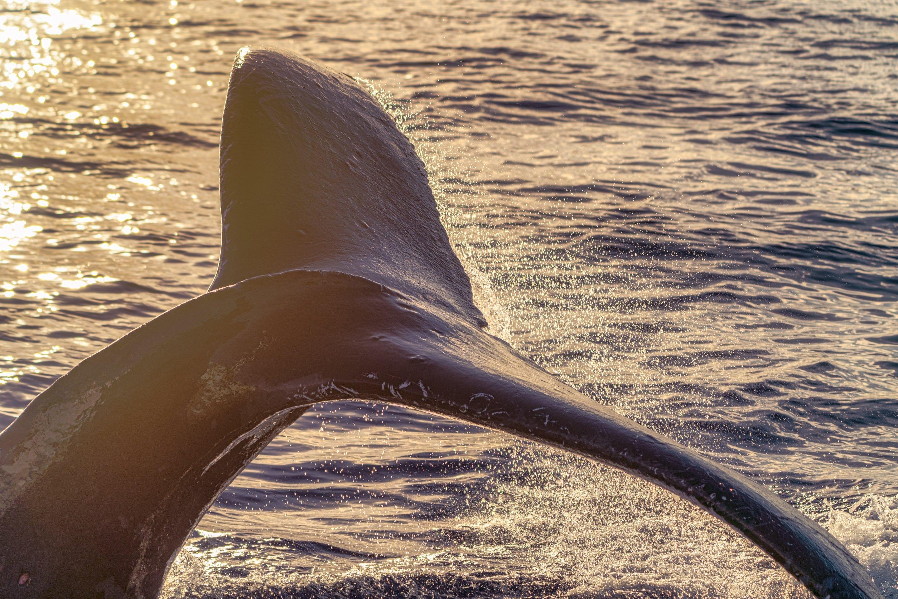 Whispers of Sunrise | Dancing with Humpbacks - Maui Fine Art Collective - 3500-5500, 800-3500, Acrylic, Artwork, Best Wall Artwork, black, blue, Canvas, Hawaii, horizontal, Island, lahaina, Lance Ehrecke, maui, Maui Hawaii Fine Art Photography, Maui Hawaii Wall Art, Metal, ocean, open-edition, orange, over-5500, pastel, Prints, Purple, size-16-x-24, size-24-x-36, size-40-x-60, Sunrise, Visual Artwork, Water, waves, White, yellow