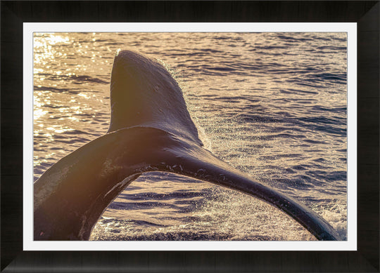 Whispers of Sunrise | Dancing with Humpbacks - Maui Fine Art Collective - 3500-5500, 800-3500, Acrylic, Artwork, Best Wall Artwork, black, blue, Canvas, Hawaii, horizontal, Island, lahaina, Lance Ehrecke, maui, Maui Hawaii Fine Art Photography, Maui Hawaii Wall Art, Metal, ocean, open-edition, orange, over-5500, pastel, Prints, Purple, size-16-x-24, size-24-x-36, size-40-x-60, Sunrise, Visual Artwork, Water, waves, White, yellow