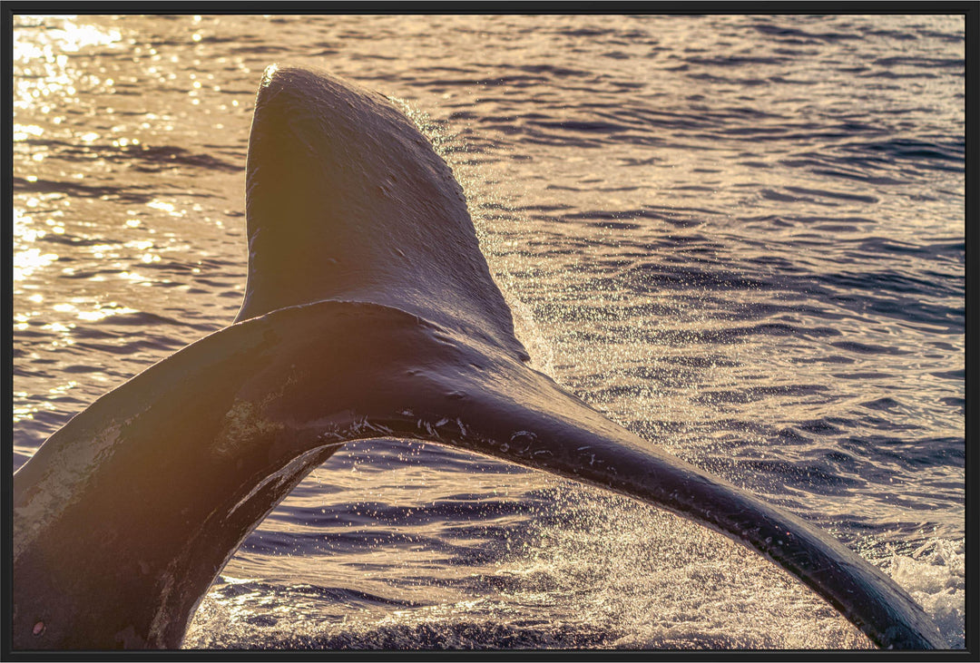 Whispers of Sunrise | Dancing with Humpbacks - Maui Fine Art Collective - 3500-5500, 800-3500, Acrylic, Artwork, Best Wall Artwork, black, blue, Canvas, Hawaii, horizontal, Island, lahaina, Lance Ehrecke, maui, Maui Hawaii Fine Art Photography, Maui Hawaii Wall Art, Metal, ocean, open-edition, orange, over-5500, pastel, Prints, Purple, size-16-x-24, size-24-x-36, size-40-x-60, Sunrise, Visual Artwork, Water, waves, White, yellow