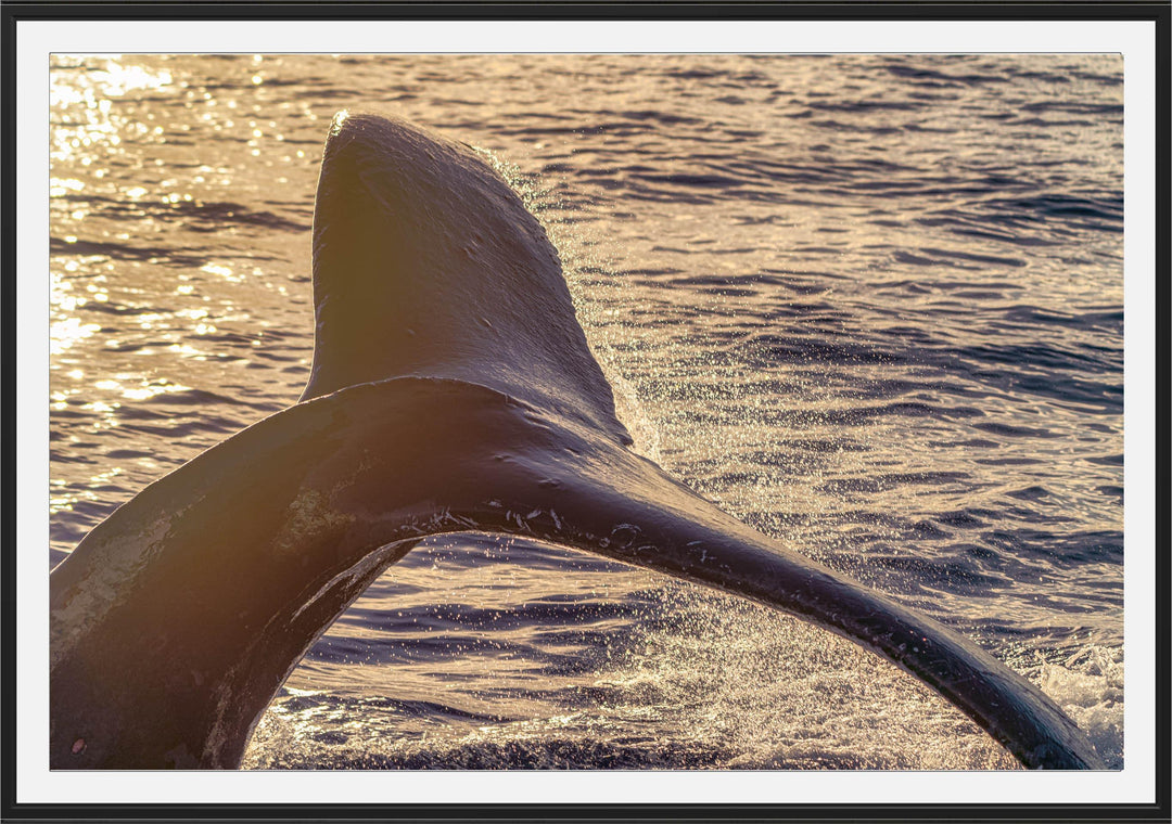 Whispers of Sunrise | Dancing with Humpbacks - Maui Fine Art Collective - 3500-5500, 800-3500, Acrylic, Artwork, Best Wall Artwork, black, blue, Canvas, Hawaii, horizontal, Island, lahaina, Lance Ehrecke, maui, Maui Hawaii Fine Art Photography, Maui Hawaii Wall Art, Metal, ocean, open-edition, orange, over-5500, pastel, Prints, Purple, size-16-x-24, size-24-x-36, size-40-x-60, Sunrise, Visual Artwork, Water, waves, White, yellow